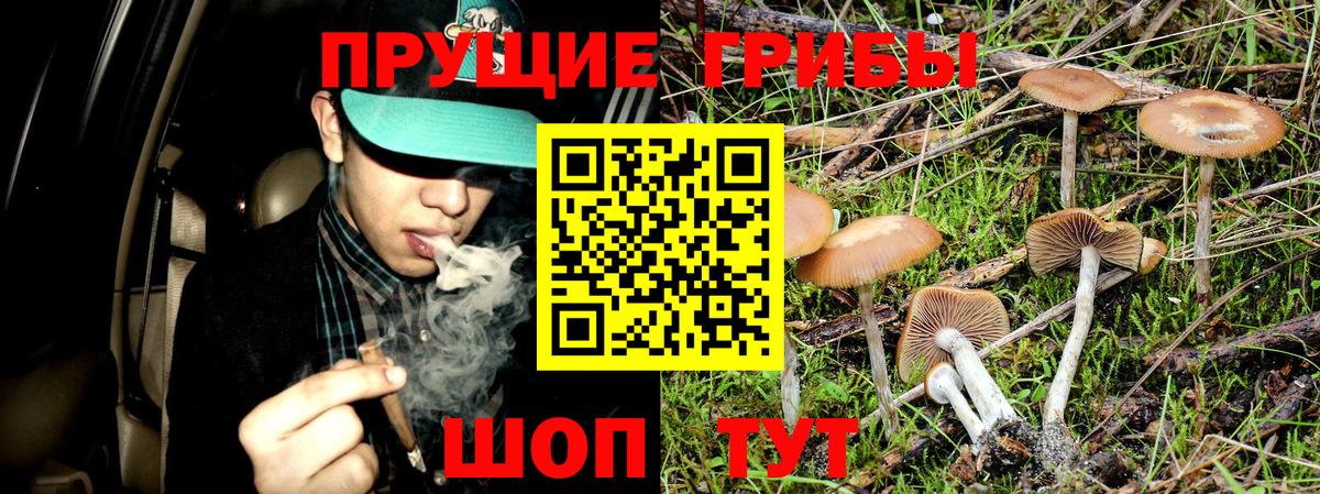 Сальск  Псилоцибиновые грибы мухоморы  Псилоцибиновые грибы Psilocybe  Вход с VPN 